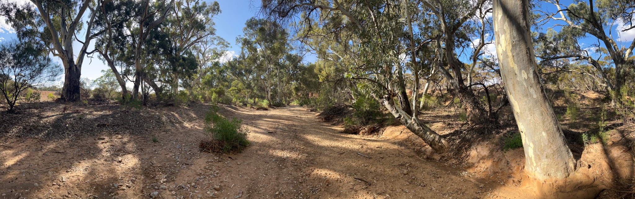 Australian bushland and creek-line habitat