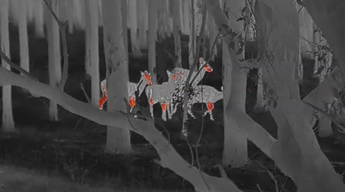 Deer detected with thermal imaging