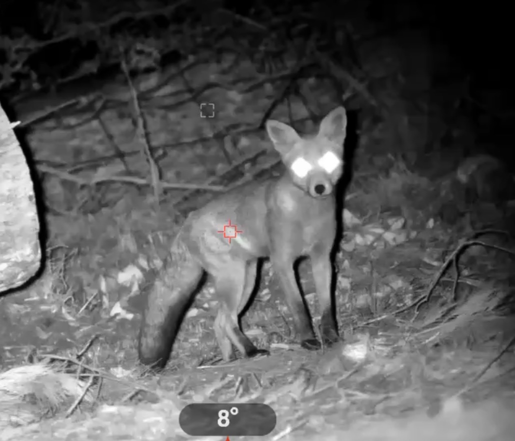 Red fox observed at night