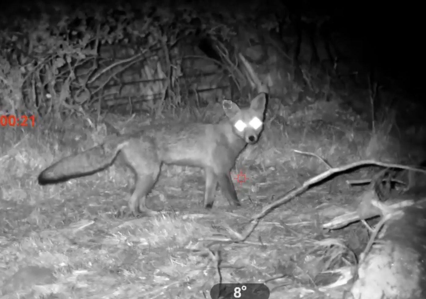 Red fox observed during a night operation