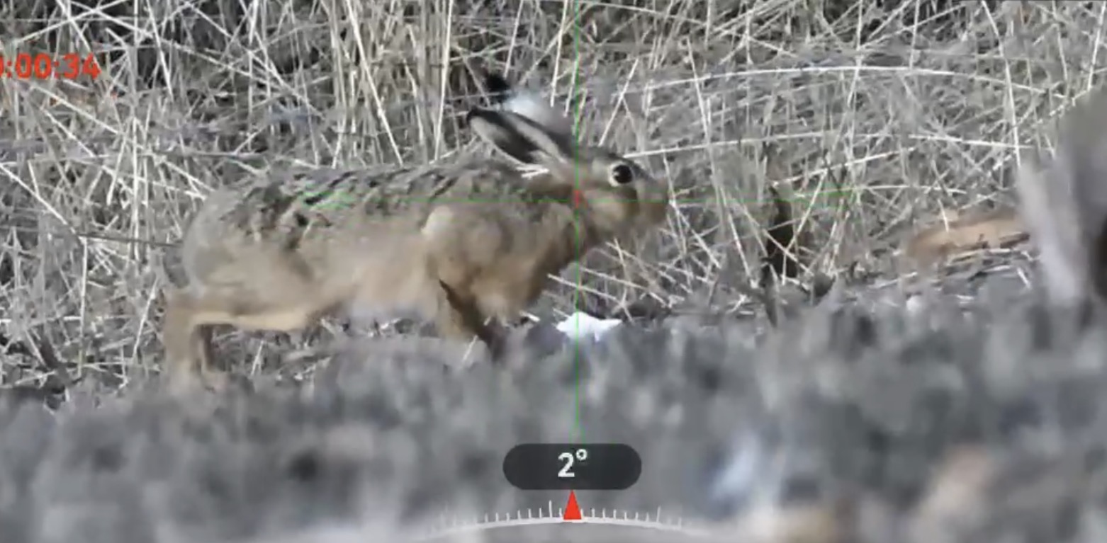 European hare observed during a field operation