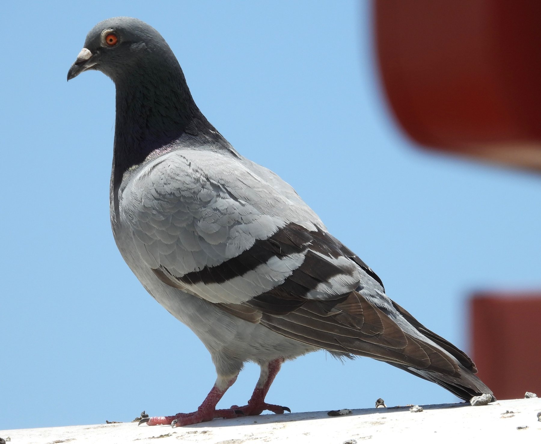 Feral pigeon