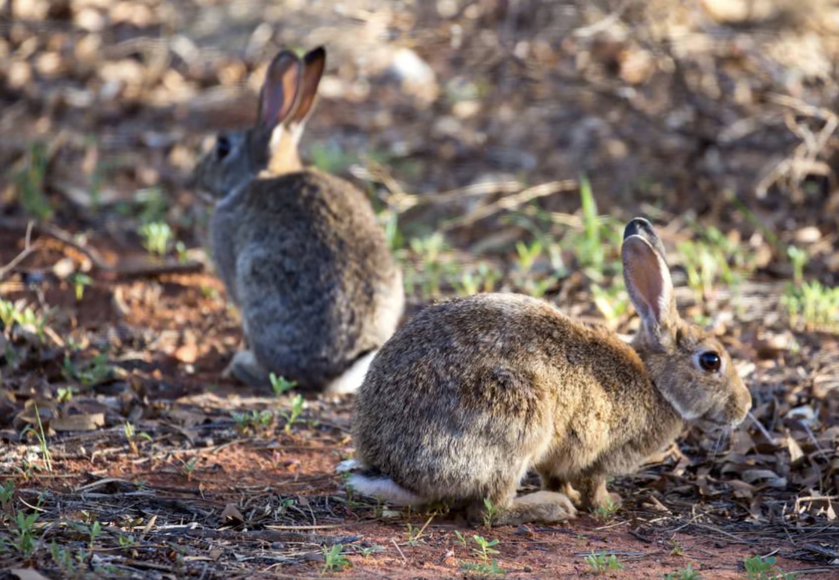 European rabbits in Australian bushland