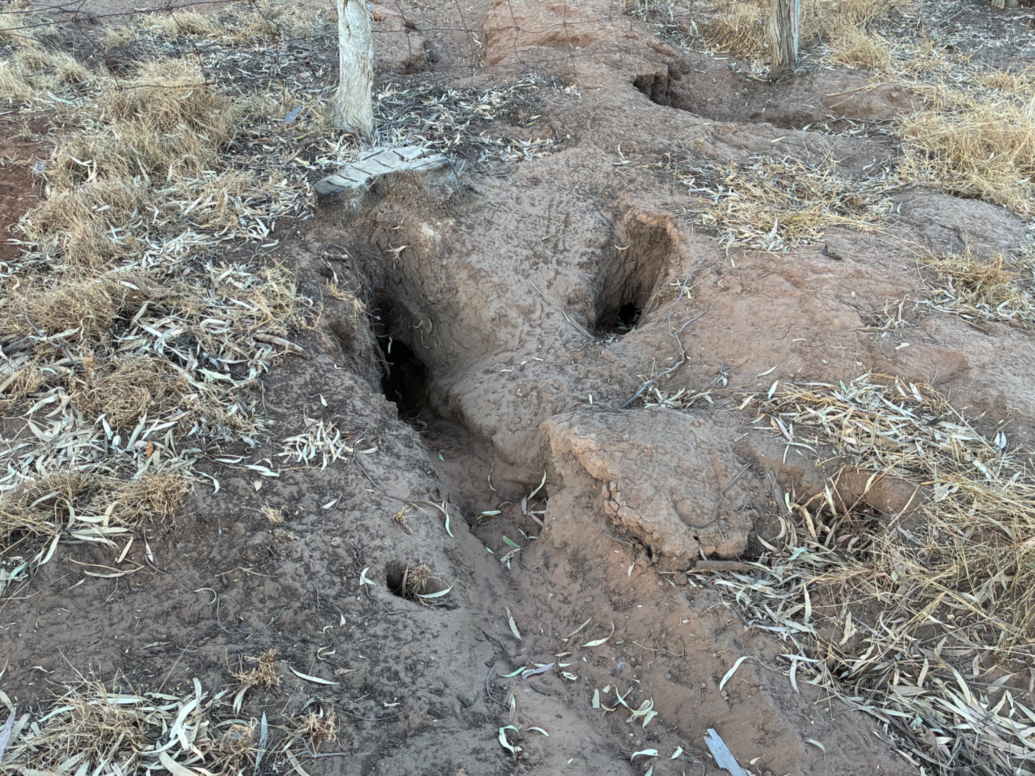 Rabbit warren and disturbed soil