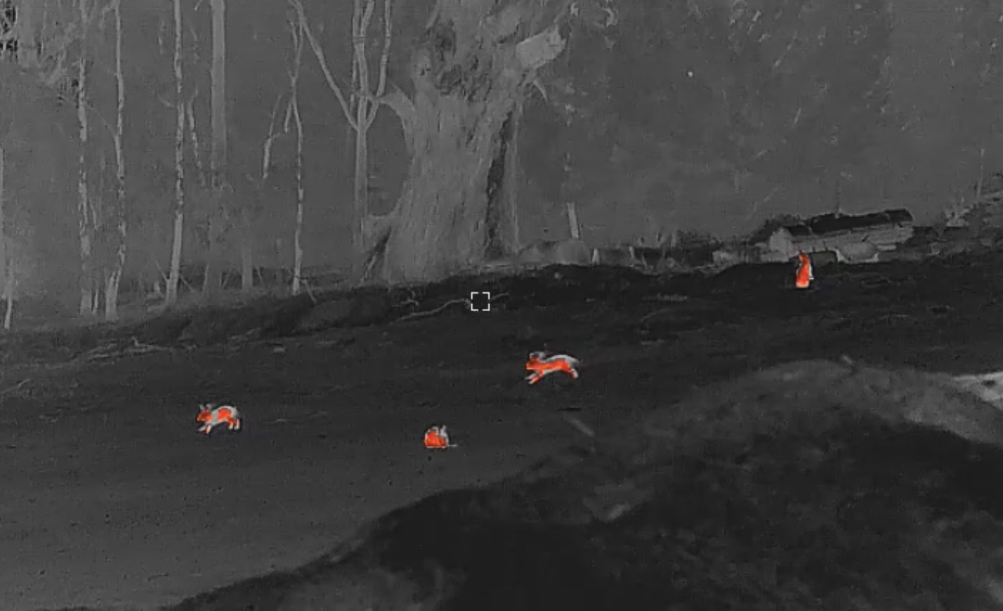 Rabbits detected with thermal imaging